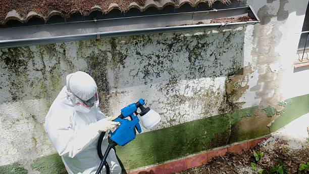 Trusted Mold Remediation service in Marion, KY - Cheap Mold Removal
